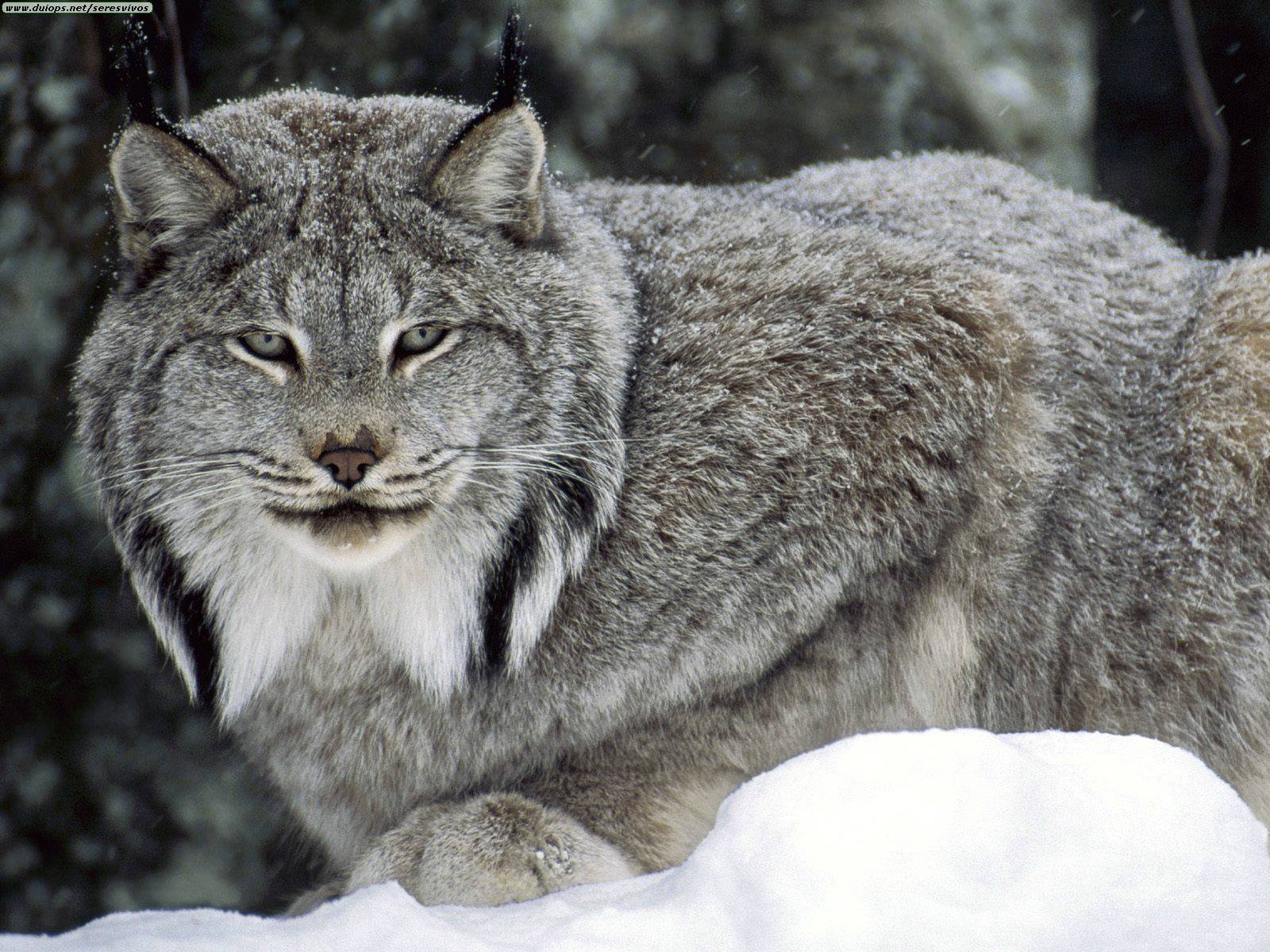 lynx lynx